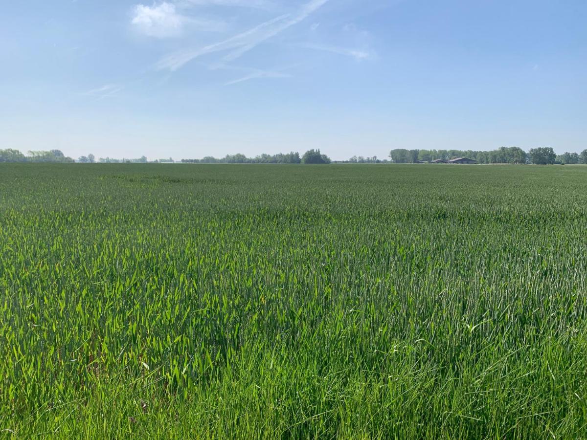 De Scheure, Charmant Vakantiehuisje Midden In De Natuur Alveringem Eksteriør bilde
